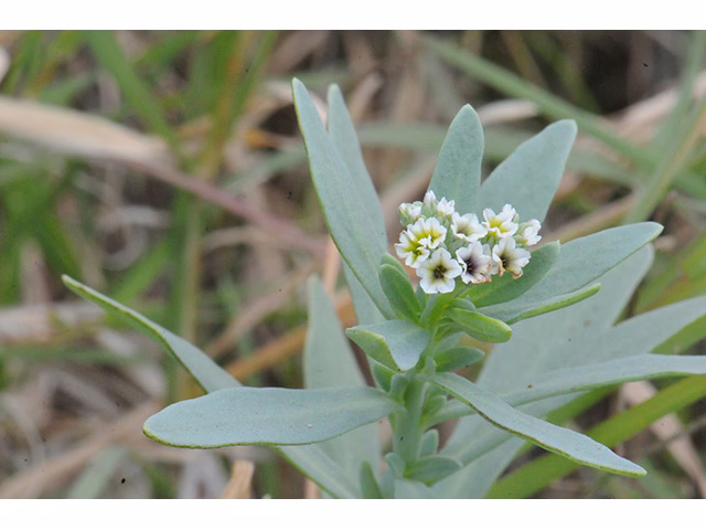 Photo Credit: Sturla, Gene, https://www.wildflower.org/gallery/result.php?id_image=115388