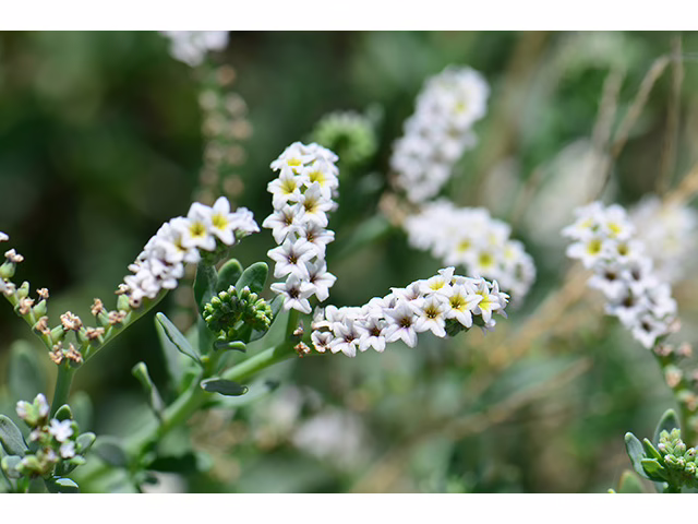 Photo Credit: Sturla, Gene, https://www.wildflower.org/gallery/result.php?id_image=115359