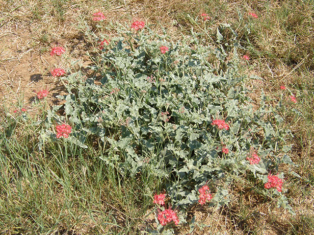 Photo Credit: Anderson, Wynn, https://www.wildflower.org/gallery/result.php?id_image=151842