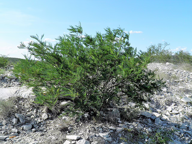 Photo Credit: ,Anderson, Wynn, https://www.wildflower.org/gallery/result.php?id_image=154883