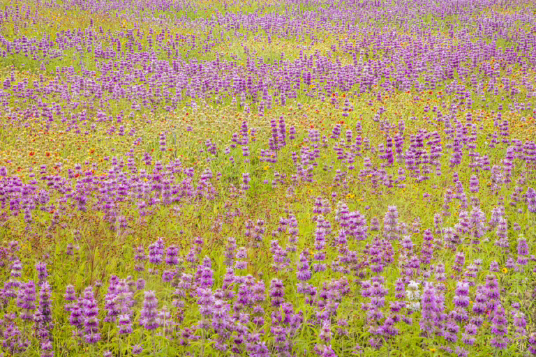 Edwards Plateau, Monarda citriodora; Photo Credit Steven Schwartzman