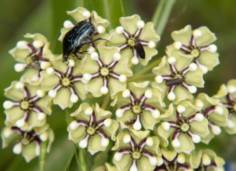 Texas Blackland Prairies, Asclepias Asperula; Photo Credit Kelly Ambler