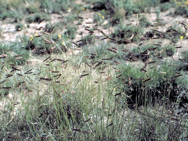 Photo Credit: Cox, Paul, https://www.wildflower.org/gallery/result.php?id_image=30