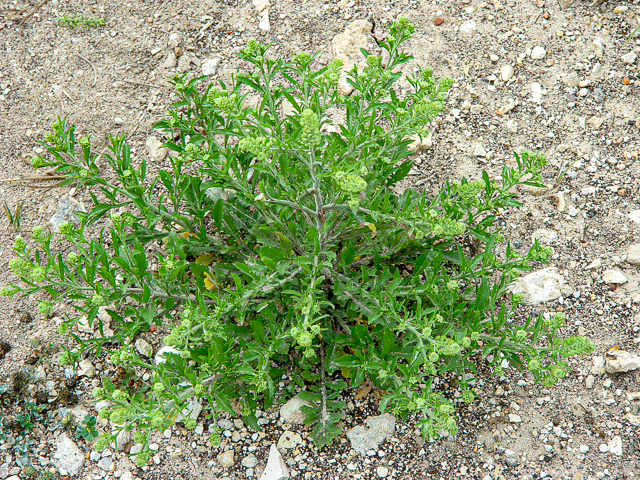 Photo Credit: Newsom, Charles Ray, https://www.wildflower.org/gallery/result.php?id_image=143909