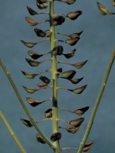 Photo Credit: Bruso, George H., https://www.wildflower.org/gallery/result.php?id_image=3624