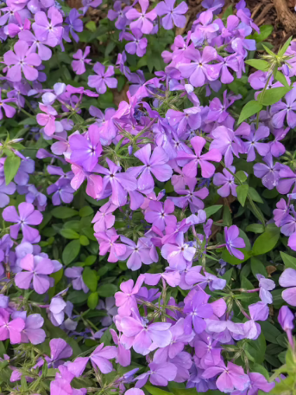 Photo Credit: Andrea Marshall