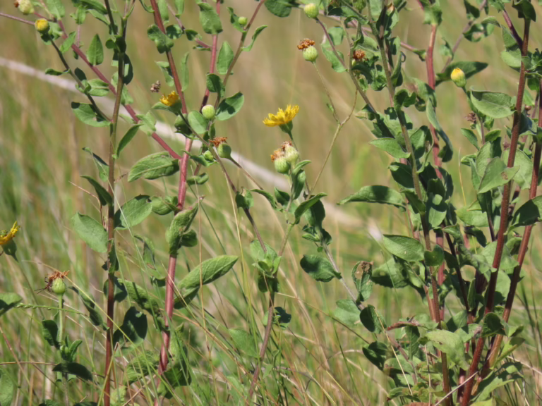 Photo Credit: Claire Sorenson