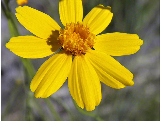 Photo Credit: Anderson, Wynn, https://www.wildflower.org/gallery/result.php?id_image=154484