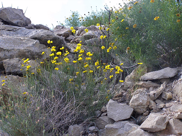 Photo Credit: Anderson, Wynn, https://www.wildflower.org/gallery/result.php?id_image=77748