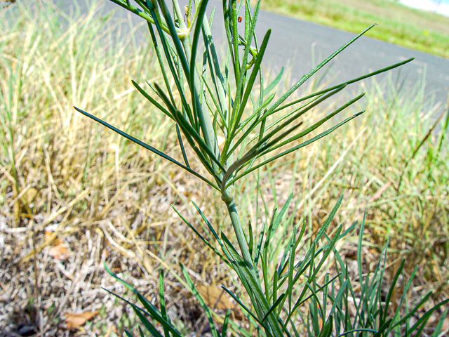 Photo Credit: Newsom, Charles Ray, https://www.wildflower.org/gallery/result.php?id_image=145593