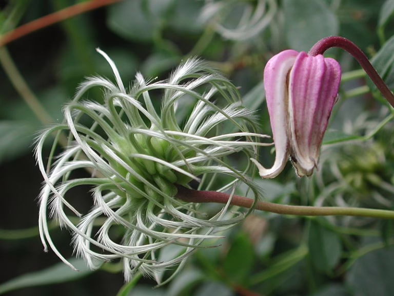 Photo Credit: Wikipedia, By orchidgalore from New York, USA - clematis seedpodUploaded by uleli, CC BY 2.0, https://commons.wikimedia.org/w/index.php?curid=20320065