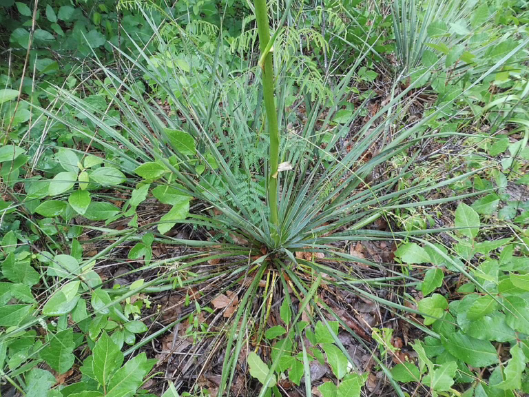 Photo Credit: Mason Brock https://commons.wikimedia.org/wiki/File:Yucca_louisianensis.jpg