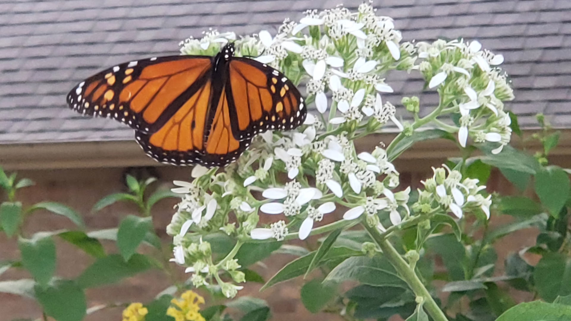 Monarch Butterfly Day