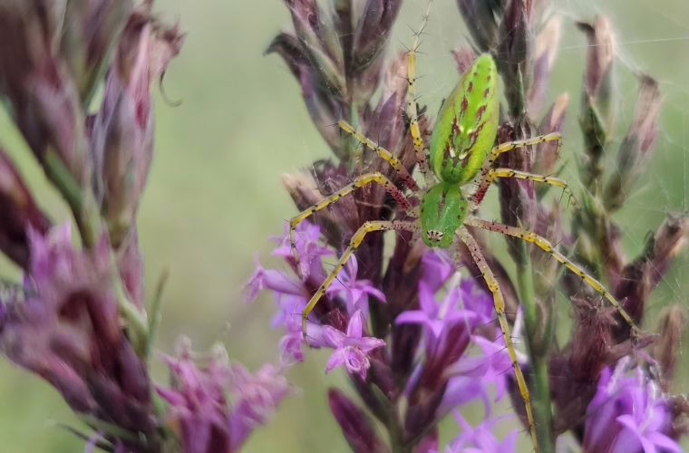 A Green Lynx spider is perched atop the stalk of a Blazing Star plant.