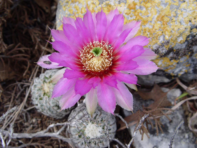 Photo Credit: Melody Lytle, https://www.wildflower.org/gallery/result.php?id_image=19739
