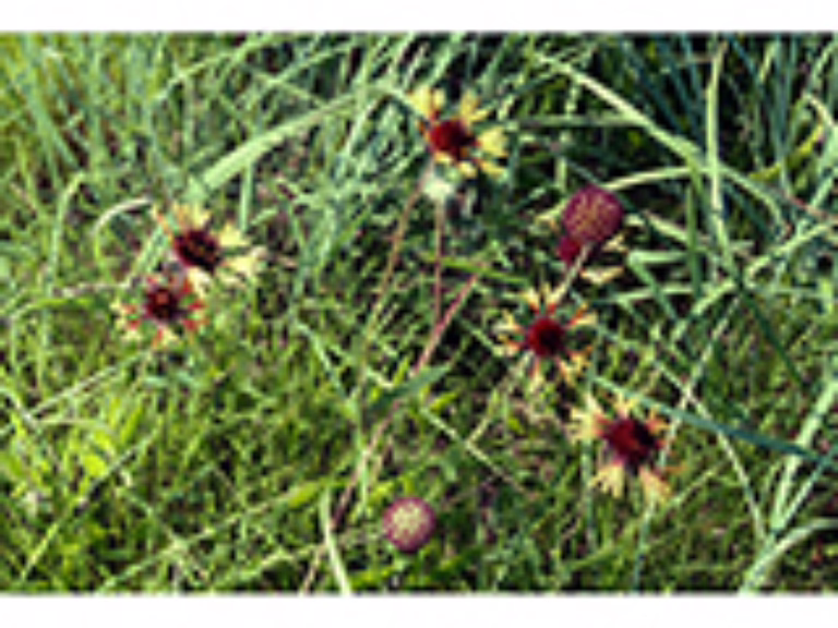 Photo Credit: Anderson, Wynn, https://www.wildflower.org/gallery/result.php?id_image=159834