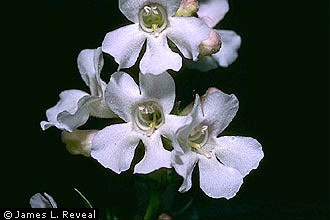 Photo Credit: James L. Reveal. Provided by Smithsonian Institution, Department of Botany, https://plants.usda.gov/plant-profile/PEGU/images