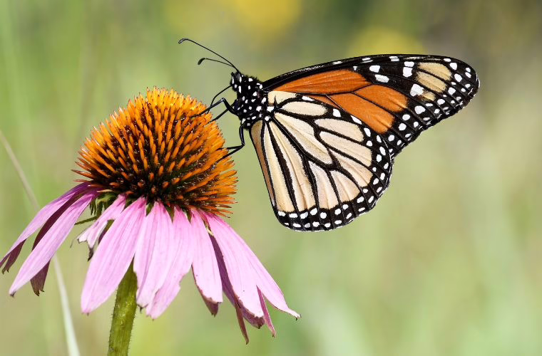 Monarch butterfly on a purple coneflower.