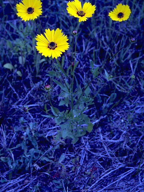 Photo Credit: Bransford, W.D. and Dolphia, https://www.wildflower.org/gallery/result.php?id_image=1993