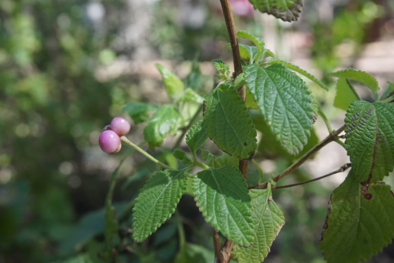 Photo credit: Center for Urban Ecology, iNat no rights reserved
