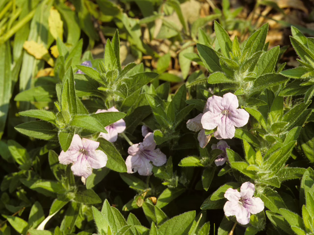 Photo Credit: Wasowski, Sally and Andy, https://www.wildflower.org/gallery/result.php?id_image=24359