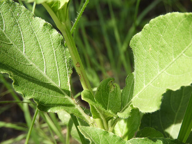 Photo credit; Richardson, Charmaine, https://www.wildflower.org/gallery/result.php?id_image=106289