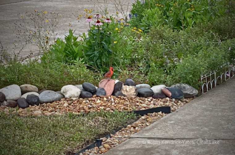Northern Cardinal in a yard landscaped with native plants.