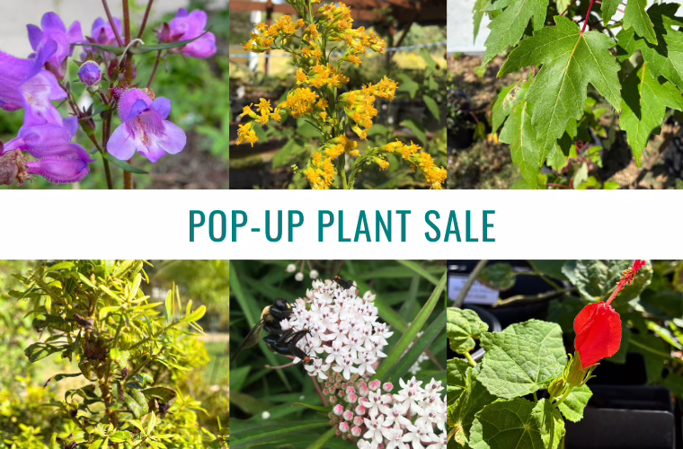A variety of native plants with a text overlay reading "Pop-up Plant Sale"