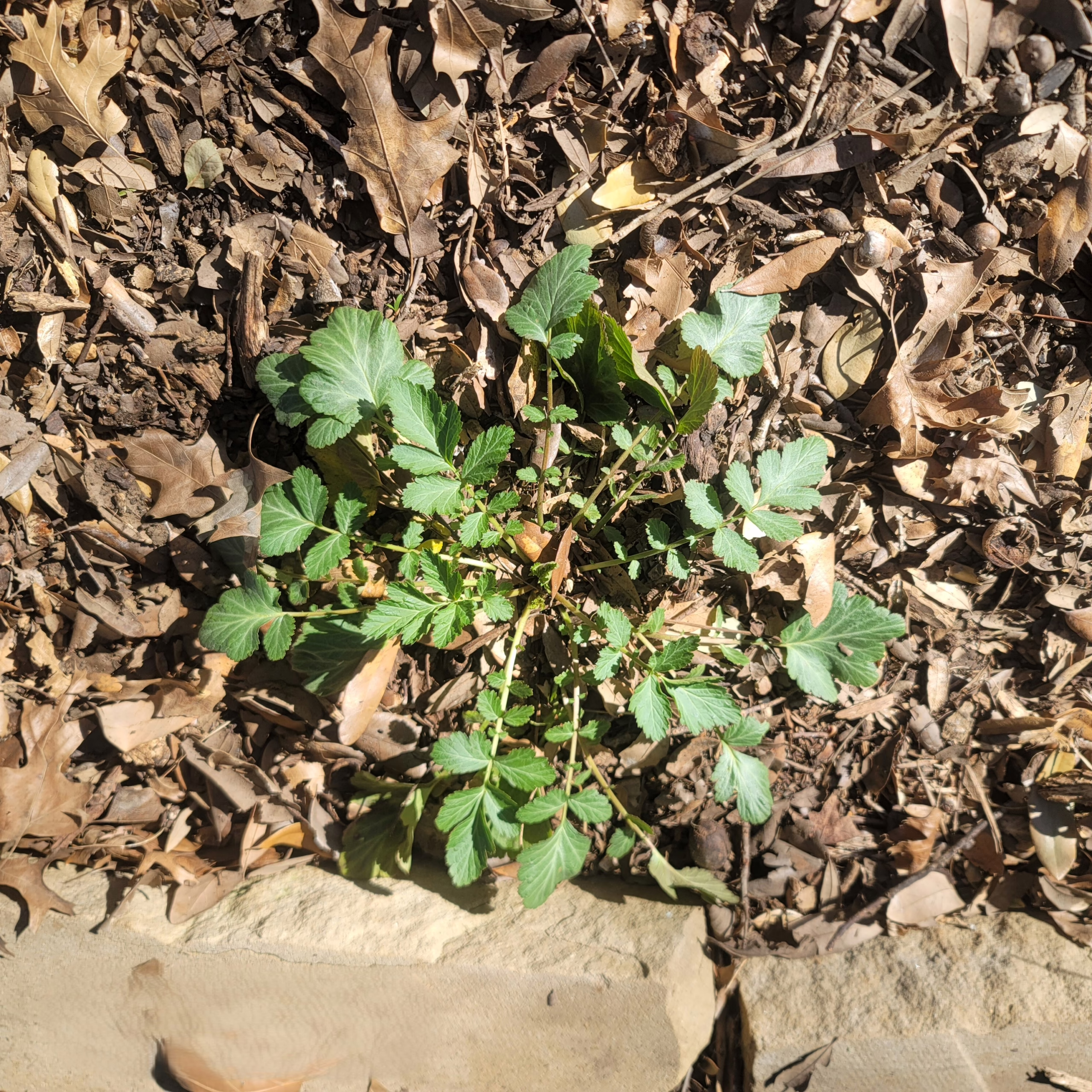 Photo of White Avens