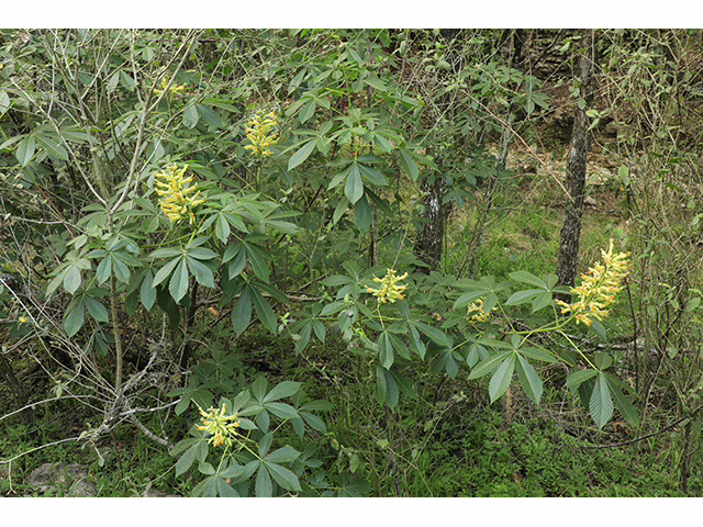 Photo credit: Cressler, Alan, https://www.wildflower.org/gallery/result.php?id_image=192137