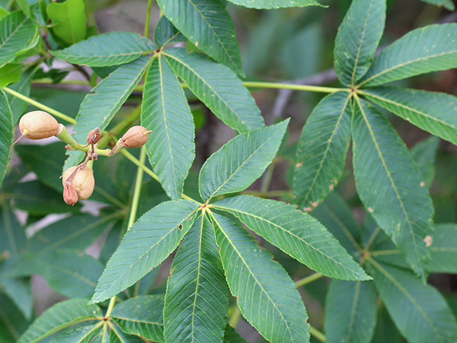 Photo credit: Schroeder, Susan, https://www.wildflower.org/gallery/result.php?id_image=184125