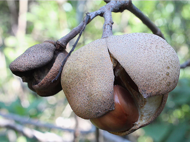 Photo credit: Schroeder, Susan, https://www.wildflower.org/gallery/result.php?id_image=184133