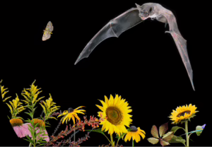 Bat with Blooms