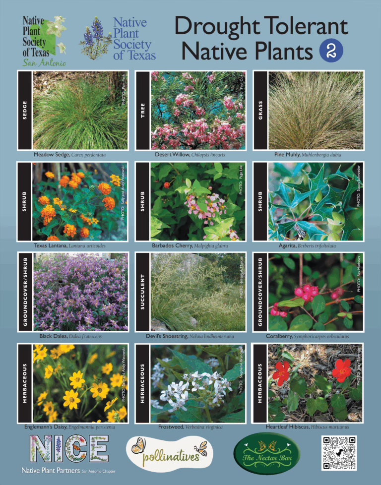 2026 NICE Program Drought Tolerant Plants