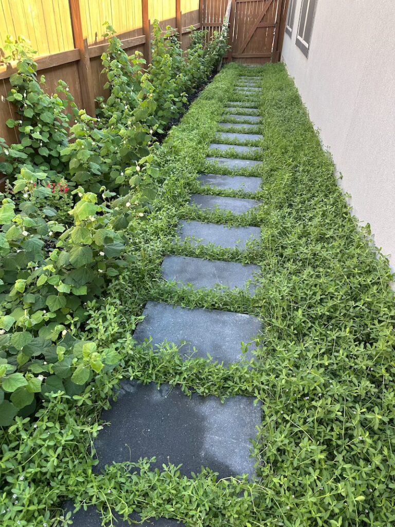 Jeanina’s Side Yard in San Antonio