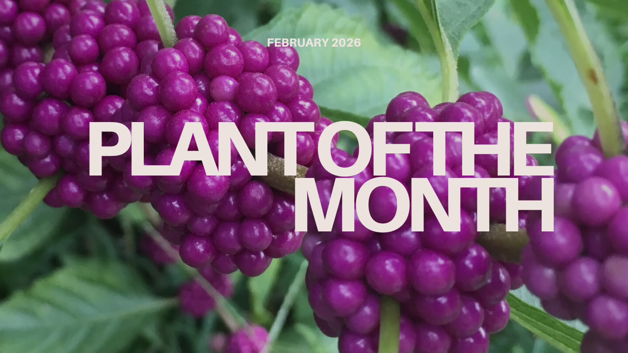 Clise up of American Beautyberry berry clusters with text reading Plant of the Month