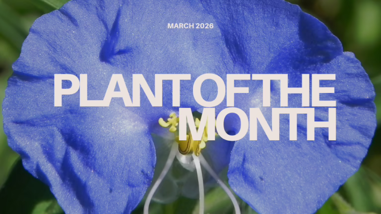 Clise up of Dayflower with text reading Plant of the Month