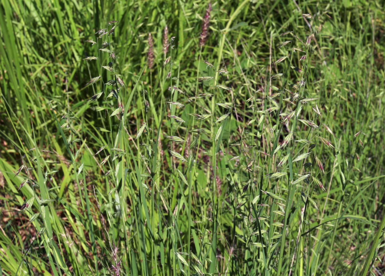 Photo credit: José Jesús Sánchez-Escalante, https://portal.torcherbaria.org/portal/collections/individual/index.php?occid=20763526