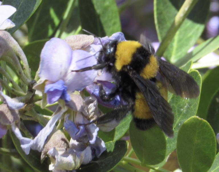 Bumble Bee on Mountain Laurel