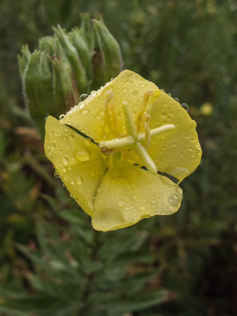 Photo credit: Brundage, Stephanie, https://www.wildflower.org/gallery/result.php?id_image=49506