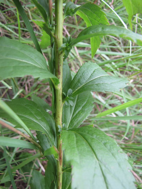 Photo credit: Lynn, Janice, https://www.wildflower.org/gallery/result.php?id_image=33390