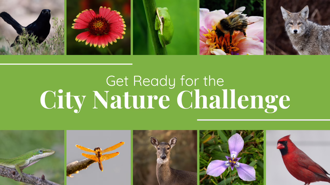 Photos of ten wild animals and plants with text reading "Get Ready for the City Nature Challenge"