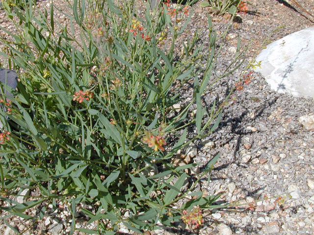 Photo credit: Marcus, Joseph A., https://www.wildflower.org/gallery/result.php?id_image=13408