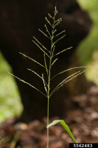 Megathyrsus maximus