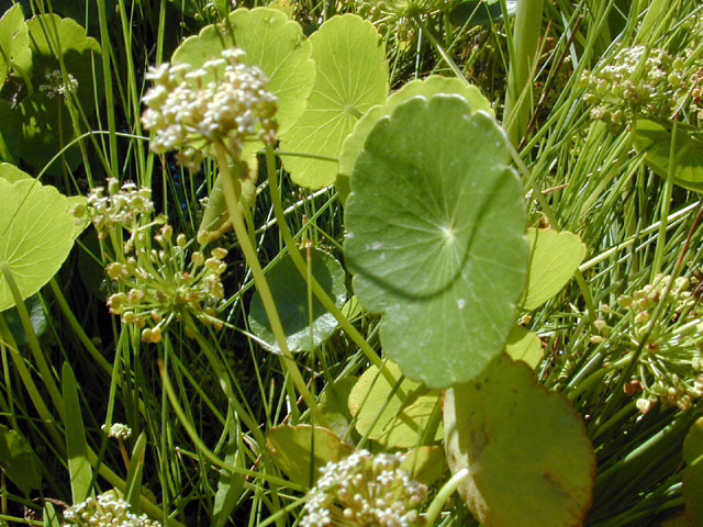 Photo credit: Marcus, Joseph A., https://www.wildflower.org/gallery/result.php?id_image=11602