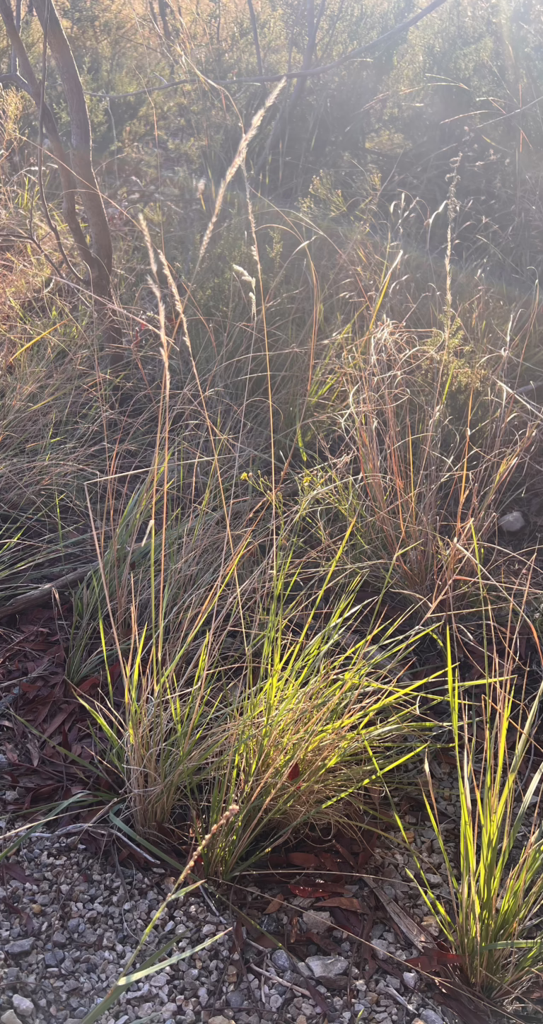 Photo credit:  Lynn, Janice, https://www.wildflower.org/gallery/result.php?id_image=36051