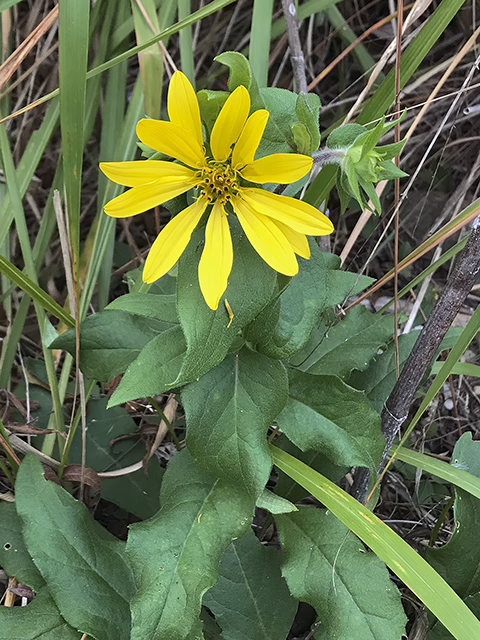 Photo credit: Lebsack, Tom, https://www.wildflower.org/gallery/result.php?id_image=149065