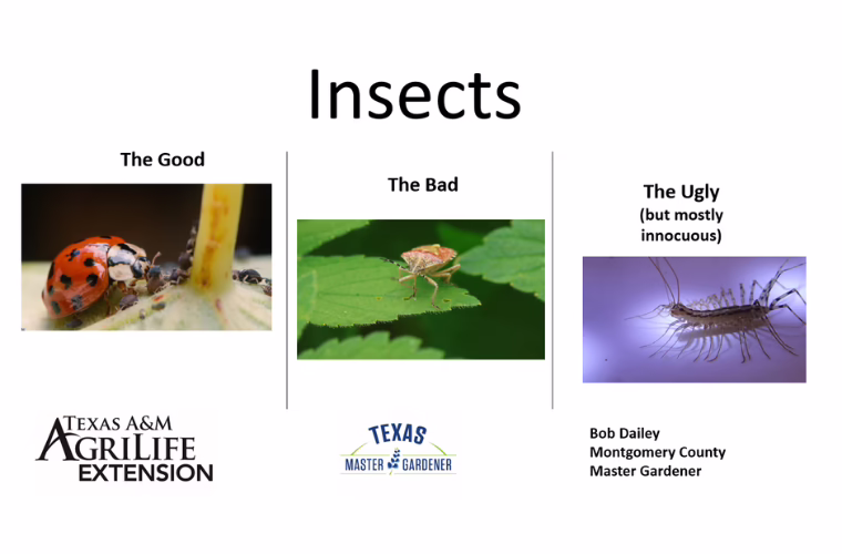 Photos of a ladybug eating aphids, stink bug on a leaf, and house centipede with the text "Insects: The Good, The Bad, the Ugly (but mostly innocuous)"