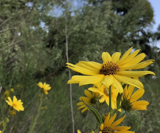 Maximilian sunflower
