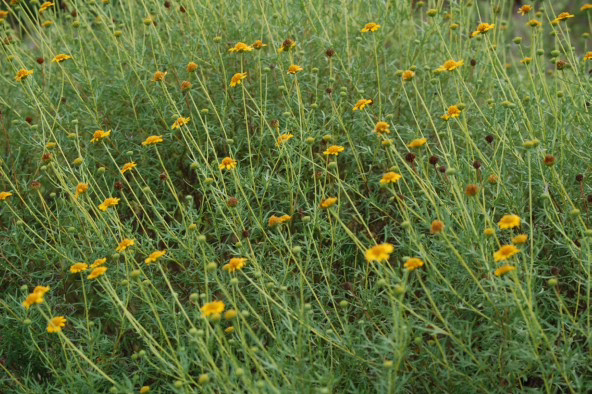 Hardy natives replacing water-hungry species